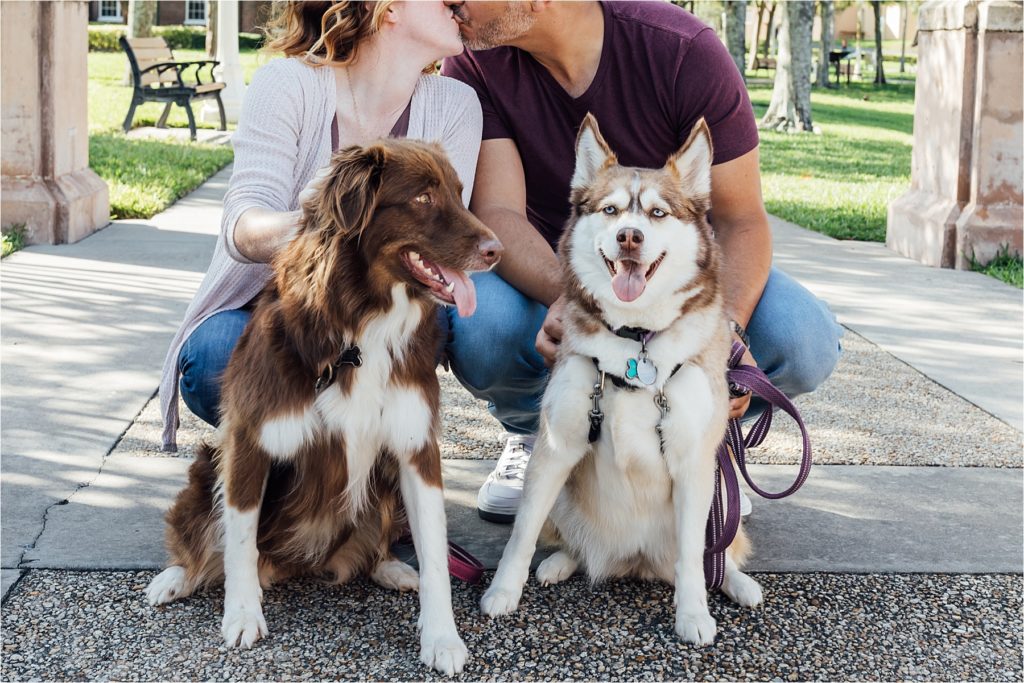 Dogs looking right at Camera during engagement session
